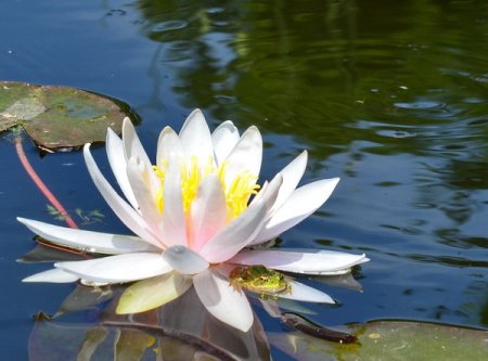[0] Nymphaea 'Fritz Junge' - Seerose
