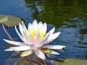 Nymphaea 'Fritz Junge' - Seerose