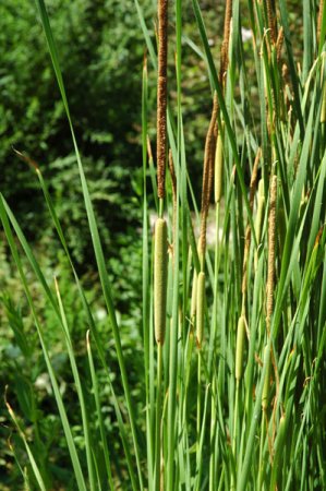 [0] Typha angustifolia - Schmalblättriger Rohrkolben