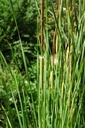 Typha angustifolia - Schmalblättriger Rohrkolben