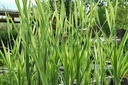 Typha latifolia 'Variegata' - Buntblättriger Rohrkolben