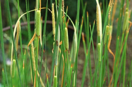 [0] Typha laxmannii - Lockerer Rohrkolben