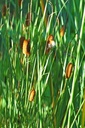 Typha minima - Zwerg-Rohrkolben