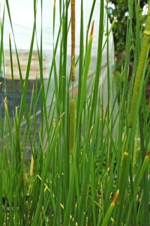 [0] Typha shuttleworthii - Shuttleworth-Rohrkolben