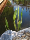 Alisma lanceolatum - Lanzenblättriger Froschlöffel
