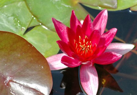 [0] Nymphaea 'Froebeli' - Seerose