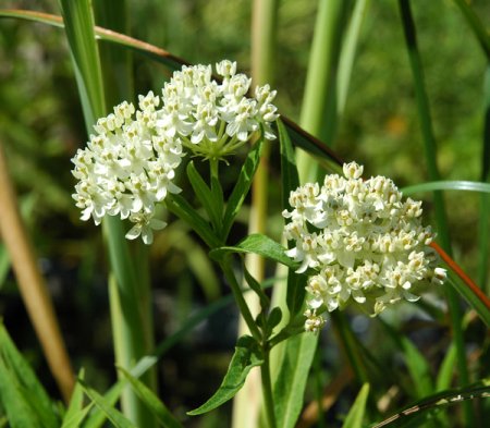 [0] Asclepias incarnata 'Ice Ballet' - Sumpf-Seidenpflanze