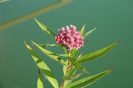 [0] Asclepias incarnata - Sumpf-Seidenpflanze