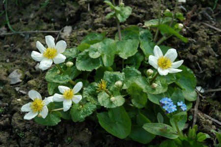 [0] Caltha palustris 'Alba' - Weiße Sumpfdotterblume