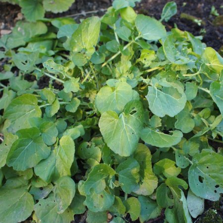 [0] Barbarea vulgaris - Barbarakraut (Staudensubstrat)