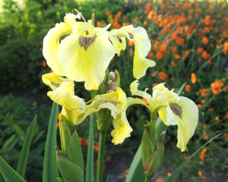 [0] Iris pseudacorus 'Krill' - Sumpf-Schwertlilie