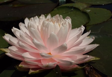 [0] Nymphaea 'Gloire du Temple-sur-Lot' - Seerose