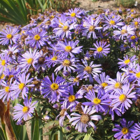 [0] Aster amellus 'Rudolph Goethe' - Berg-Aster