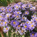 Aster amellus 'Rudolph Goethe' - Berg-Aster