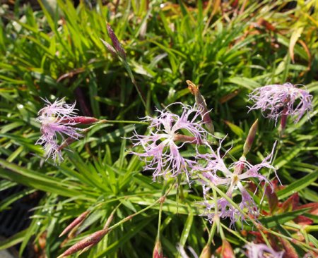 [0] Dianthus superbus - Pracht-Nelke