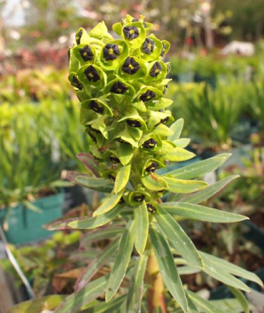 [0] Euphorbia characias 'Black Pearl' - Wolfsmilch