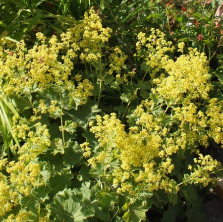 [0] Alchemilla mollis - Frauenmantel