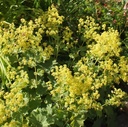 Alchemilla mollis - Frauenmantel