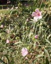 Althaea cannabina - Hanfblatt-Eibisch