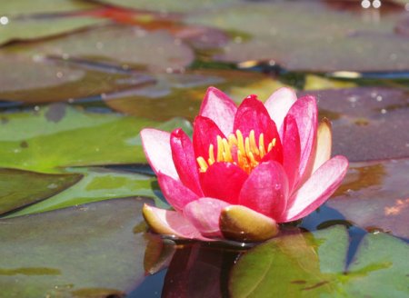 [0] Nymphaea 'Gloriosa' - Seerose