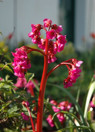 [0] Bergenia cordifolia 'Eroica' - Bergenie