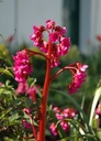 Bergenia cordifolia 'Eroica' - Bergenie