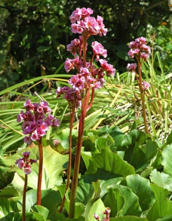 [0] Bergenia cordifolia 'Herbstblüte' - Bergenie