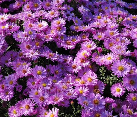 [0] Aster dumosus 'Rosenwichtel' - Kissen-Aster