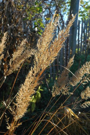 [0] Calamagrostis brachytricha - Diamant-Reitgras