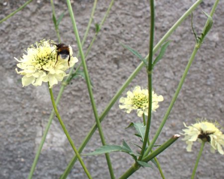 [0] Cephalaria gigantea - Riesen-Skabiose