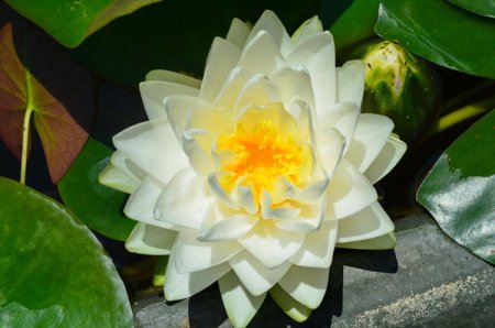 [0] Nymphaea 'Gonnère' - Seerose