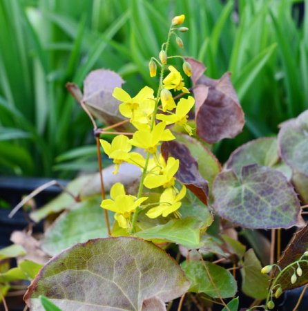[0] Epimedium x perralchicum 'Frohnleiten' - Elfenblume