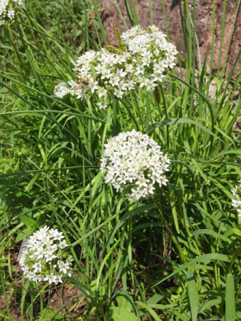 [0] Allium tuberosum - Schnittknoblauch