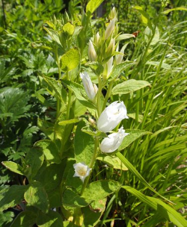 [0] Campanula latifolia var. macr. 'Alba' - Wald-Glockenblume