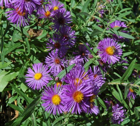 [0] Aster novae-angliae 'Barr's Blue' - Raublatt-Aster