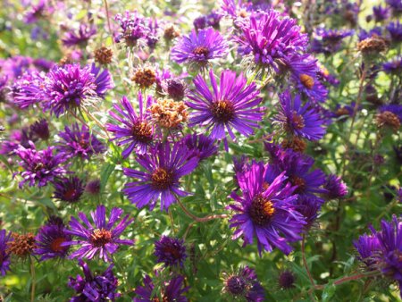 [0] Aster novae-angliae 'Violetta' - Raublatt-Aster