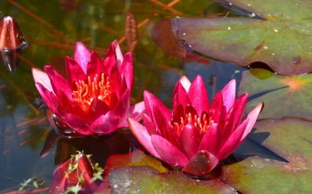 [0] Nymphaea 'Granat' - Seerose