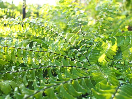 [0] Adiantum pedatum - Pfauenradfarn