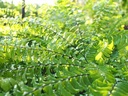 Adiantum pedatum - Pfauenradfarn