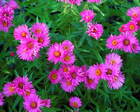 [0] Aster novae-angliae 'Alma Pötschke' - Raublatt-Aster