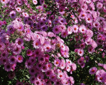 [0] Aster novae-angliae 'Barr's Pink' - Raublatt-Aster
