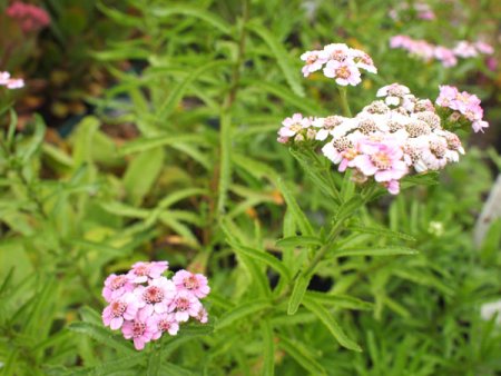 [0] Achillea sibirica 'Love Parade' - Garbe