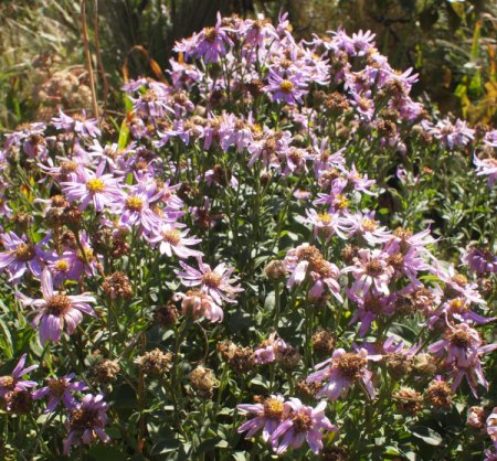 [0] Aster amellus 'Rosa Erfüllung' - Berg-Aster