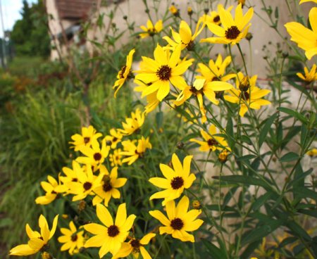 [0] Coreopsis tripteris - Hohes Mädchenauge