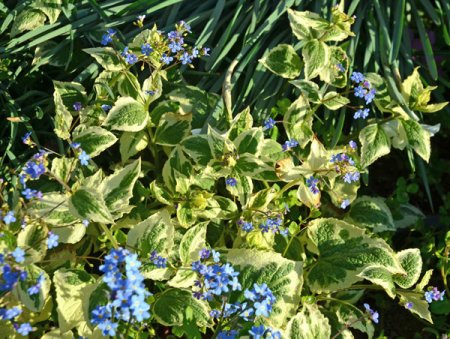 [0] Brunnera macrophylla 'Hadspen Cream' - Kaukasus-Vergißmeinnicht