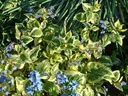 Brunnera macrophylla 'Hadspen Cream' - Kaukasus-Vergißmeinnicht