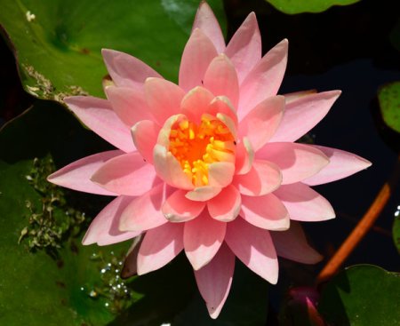[0] Nymphaea 'Gregg's Orange Beauty' - Seerose