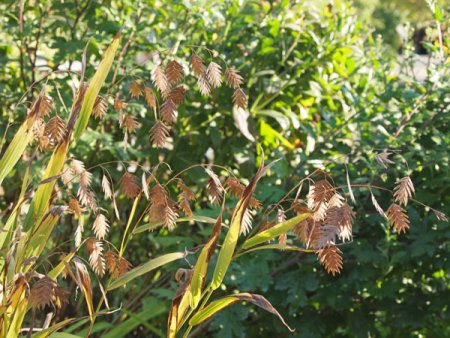 [0] Chasmanthium latifolium - Plattährengras
