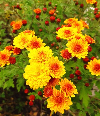 [0] Chrysanthemum 'Bienchen' - Winter-Aster