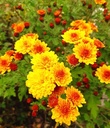 Chrysanthemum 'Bienchen' - Winter-Aster